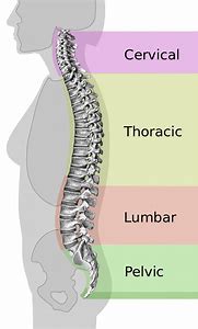 Back Pain Orthopedic Firm Mattress