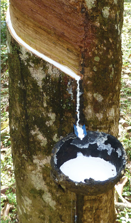 Natural latex sap harvested from the rubber tree