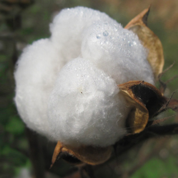 Organic cotton and natural wool quilting on a LATEXPEDIC organic mattress