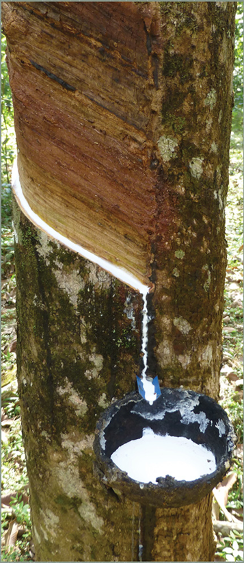 Natural latex sap tapped from the rubber tree for a LATEXPEDIC natural latex mattress