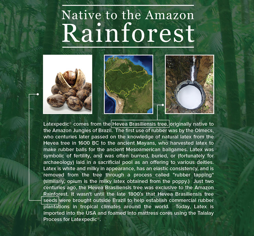 Phoenix Latex Foam Mattress are made from the Amazon Rainforest Brazil